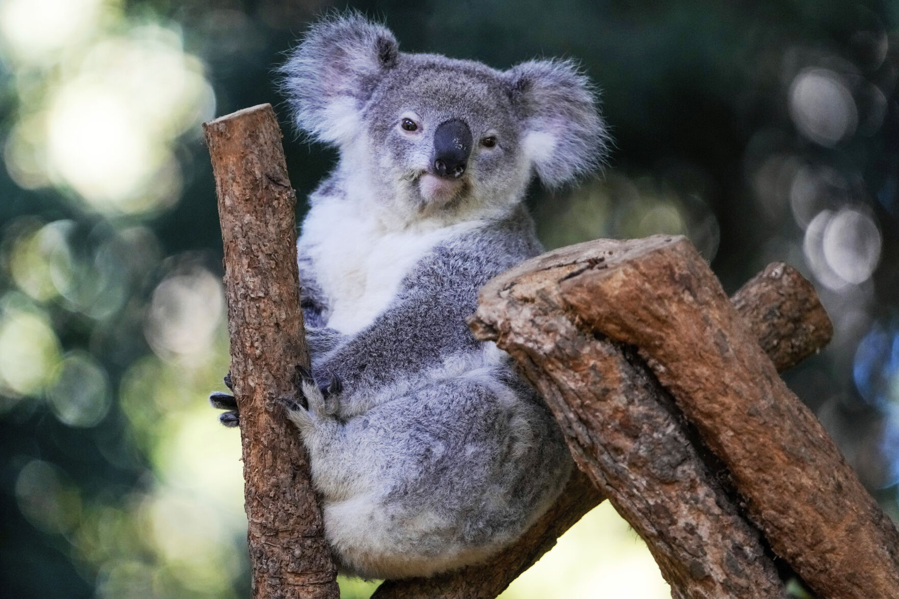 Australia Koala Vaccine